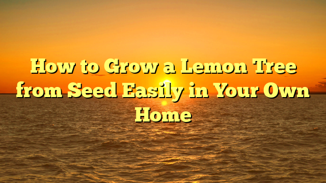 How to Grow a Lemon Tree from Seed Easily in Your Own Home